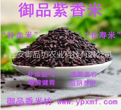 洋县紫糯米批发，补血米、长寿米