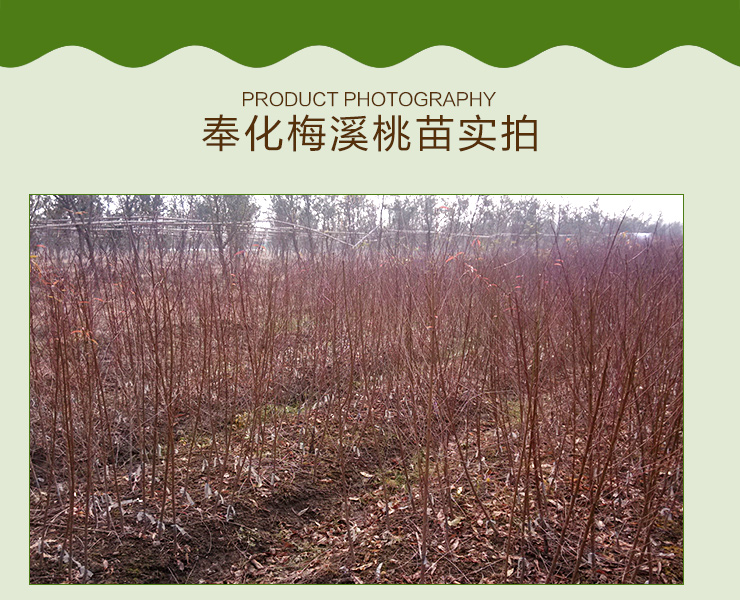 供应用于结果的奉化水蜜桃嫁接苗温州，台州，绍兴图片