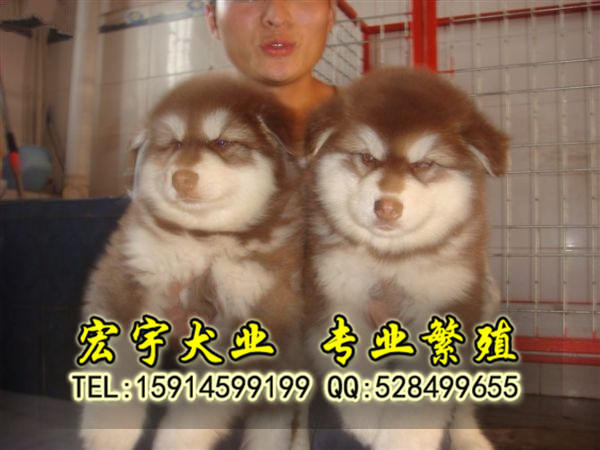 广州最好的犬业 业界最良心 出售纯种阿拉斯加雪橇犬图片