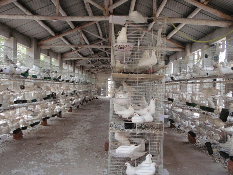供应用于做种的一对种鸽多少钱鸽子养殖利润