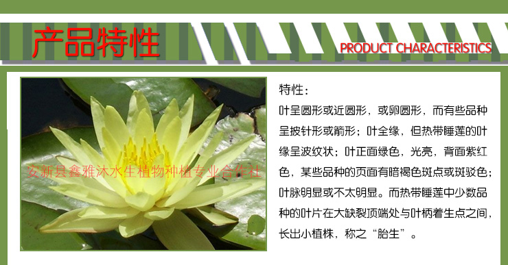 青岛睡莲种植供应青岛睡莲种植，睡莲销售，睡莲精品批发