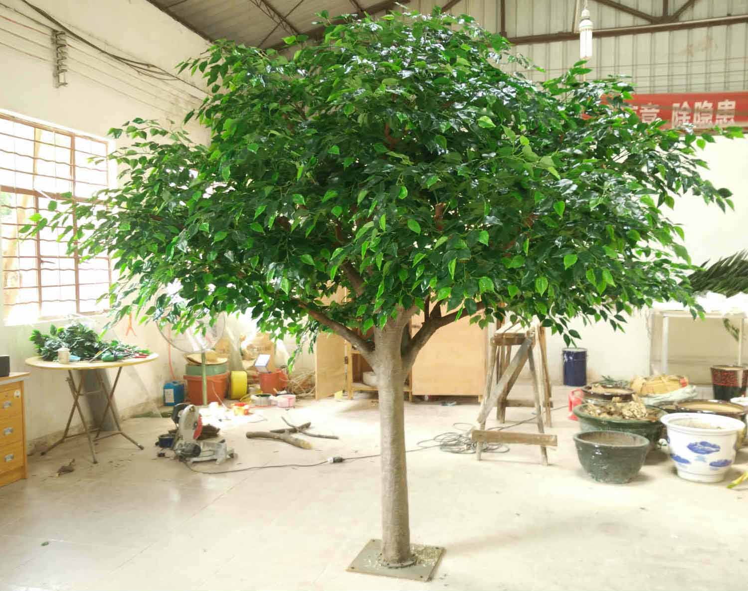 供应用于生产仿真植物的大叶榕