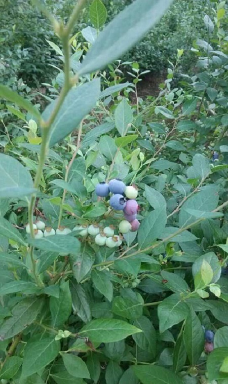 绍兴市蓝莓大苗厂家供应蓝莓大苗