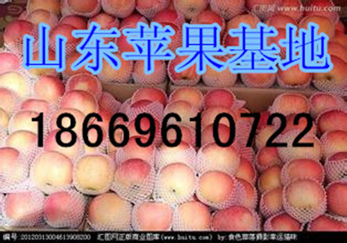 供应用于山东苹果的山东红富士苹果市场行情