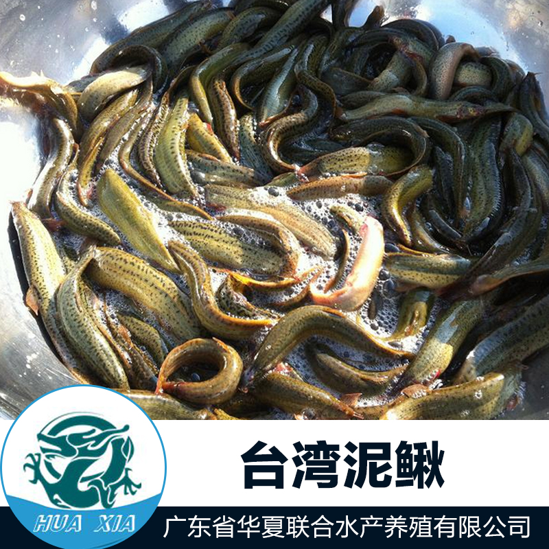 供应用于鱼苗的台湾泥鳅鱼苗，泥鳅鱼苗批发价格