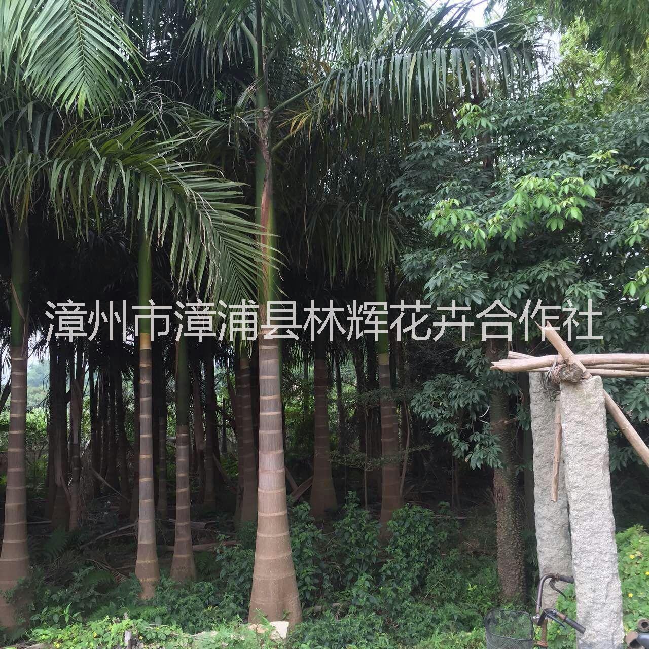 漳州市大王椰子厂家
