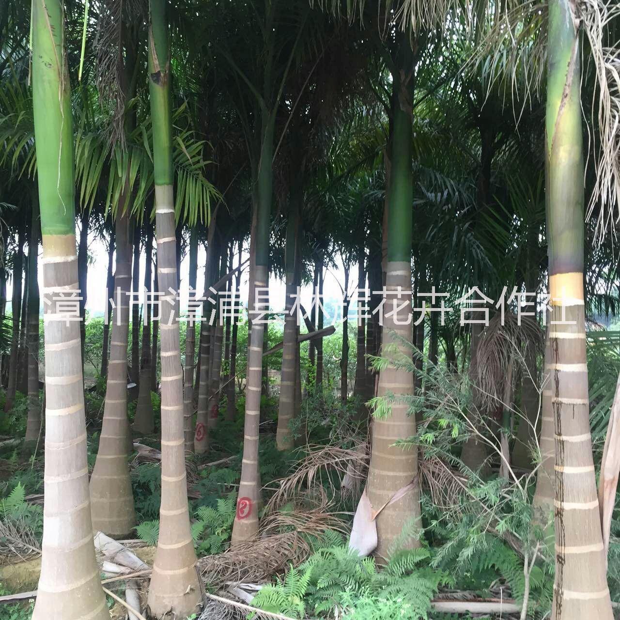 漳州市大王椰子厂家供应用于风景树|行道树|景观树的大王椰子，大王椰子苗木，大王椰子绿化苗木，棕榈科，哪里有大王椰子，大王椰子生产基地