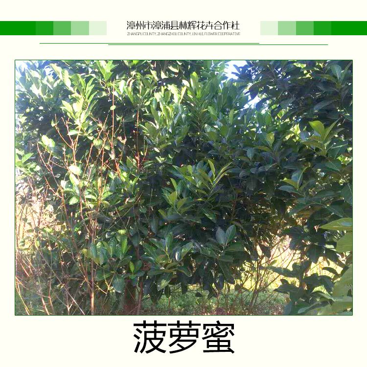 漳州市菠萝蜜苗厂家供应菠萝蜜苗 树菠萝种苗批发