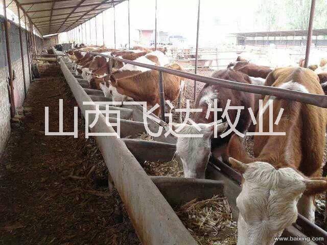 忻州市河北肉牛养殖基地厂家