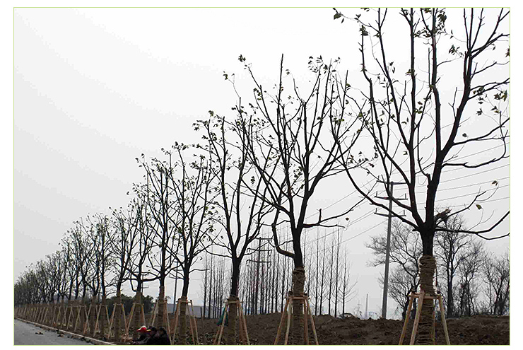荆州市湖北荆州5公分香樟批发厂家