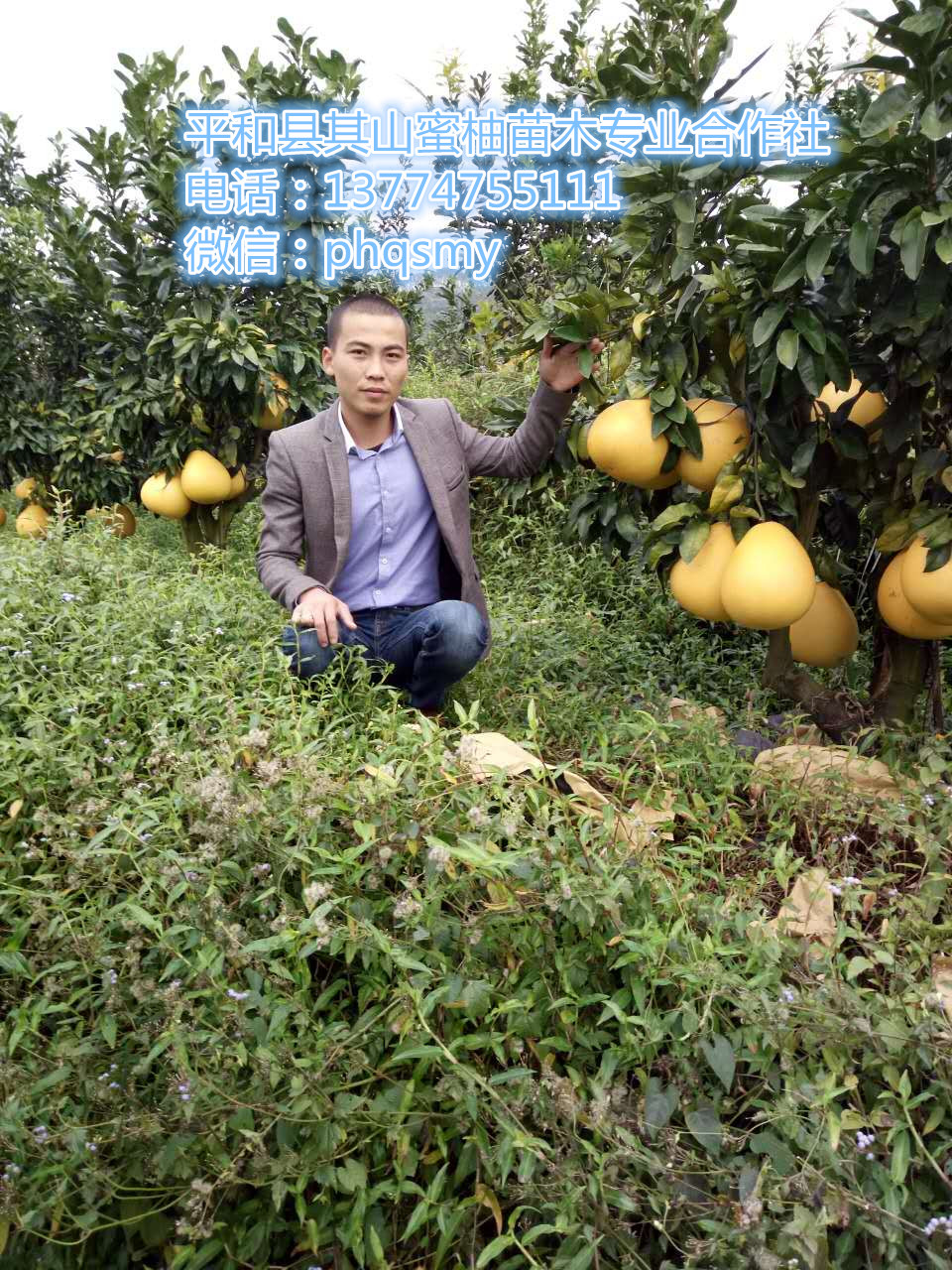 漳州市福建黄金蜜柚苗厂家