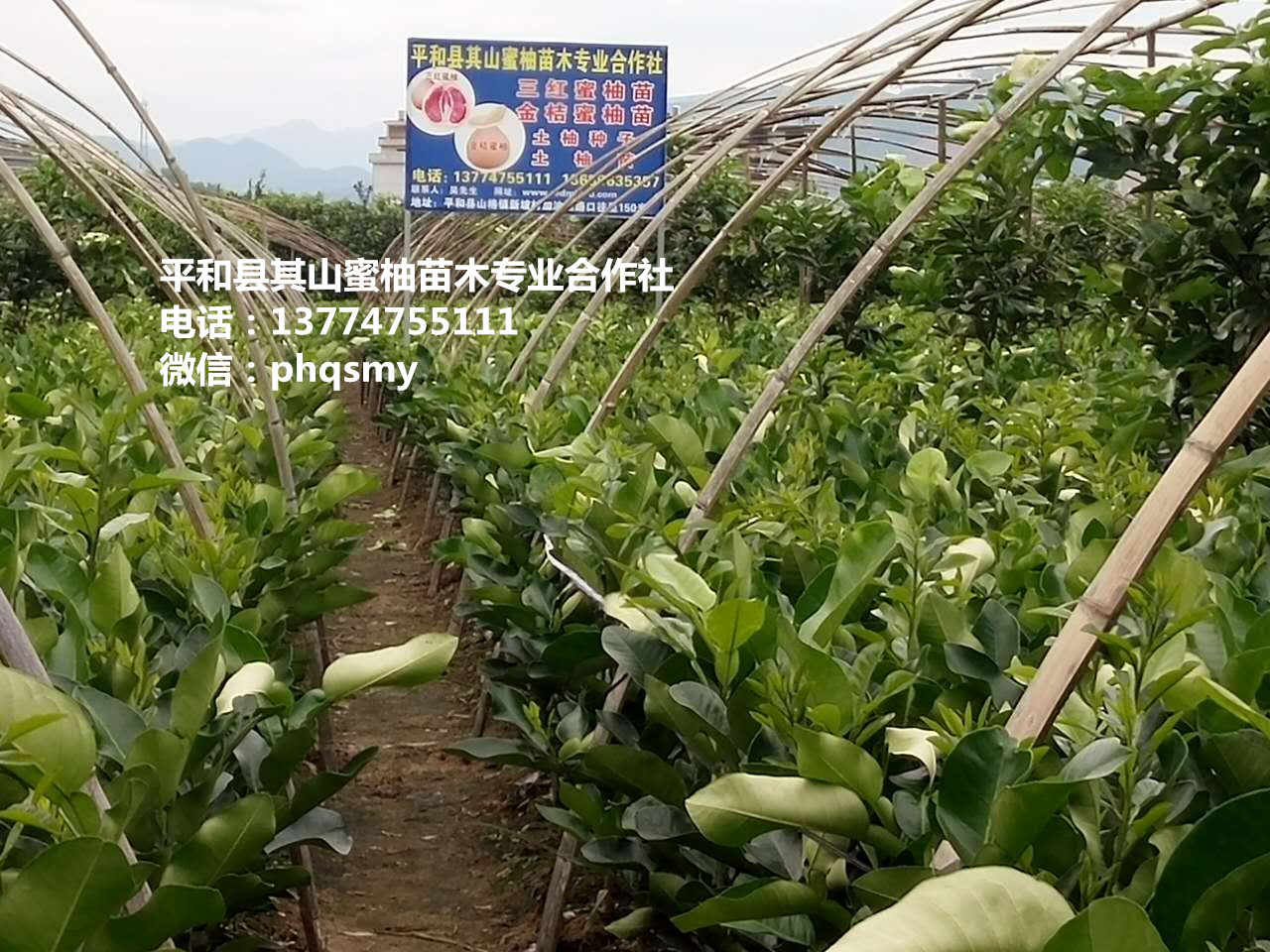 漳州市福建红心蜜柚苗厂家
