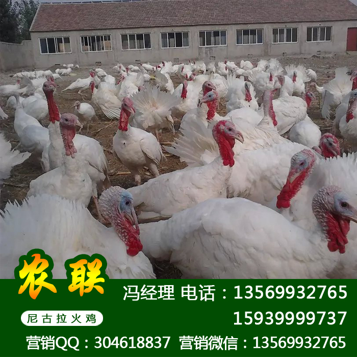 供应用于养殖的贵州火鸡苗_贵州火鸡价格批发_贵州火鸡养殖场