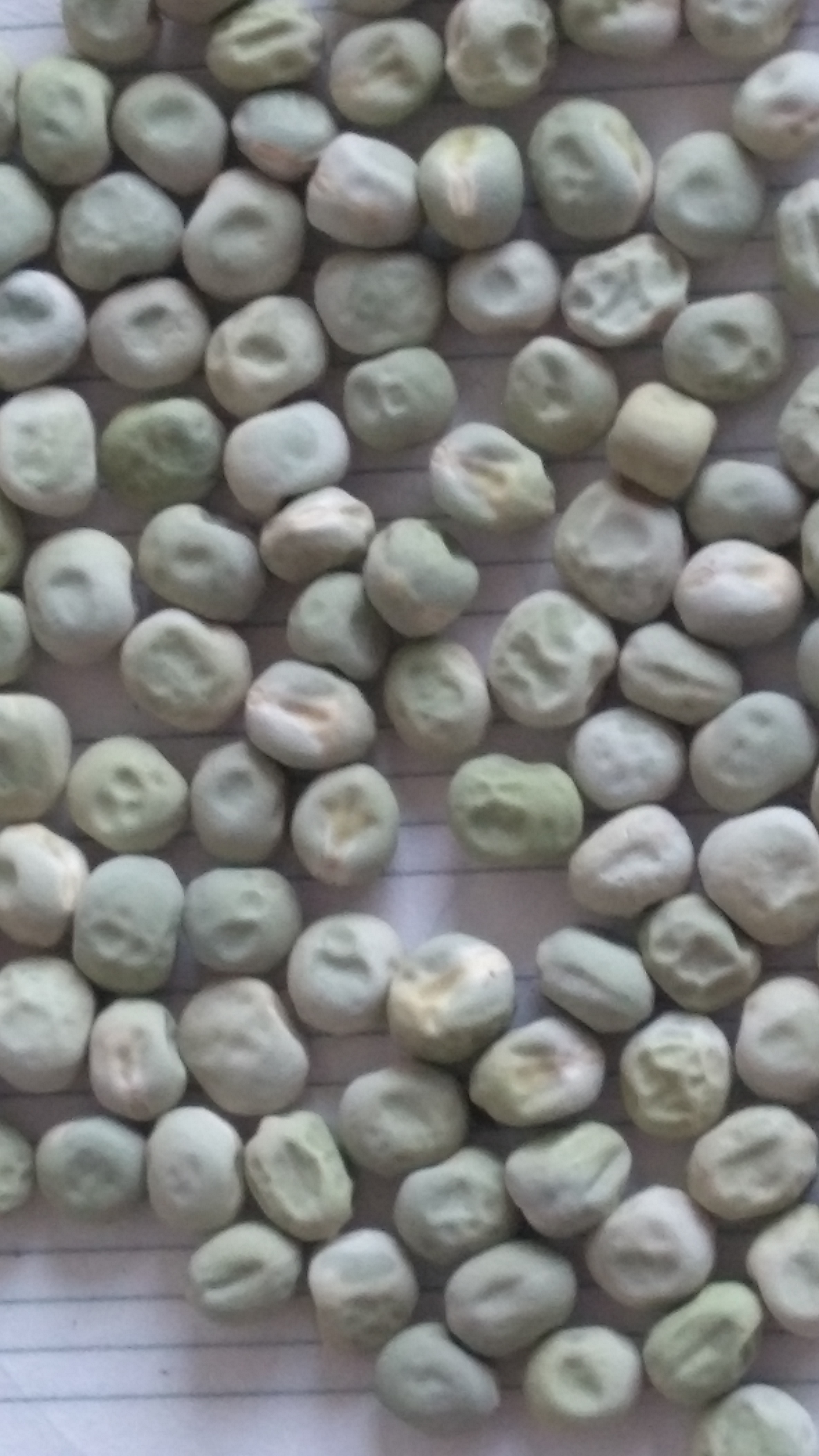 供应用于种子种苗的中豌六号豌豆种子