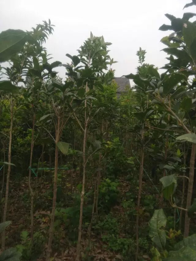 供应用于绿化的荊州三公分桂花
