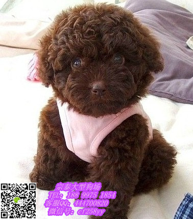 供应广东大型养狗基地 泰迪熊，广州泰图片