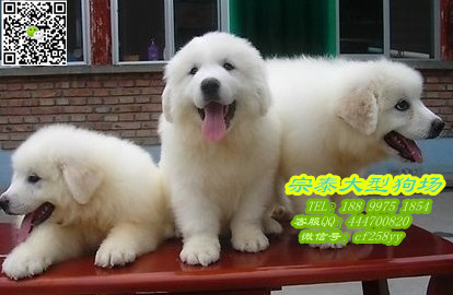 供应用于大白熊的广州繁殖基地出售赛级纯种大白熊图片