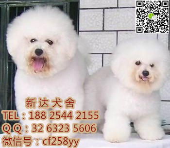 供应广东大型养狗基地 顶级比熊犬  广州哪里有卖比熊犬 纯种比熊犬哪里买好