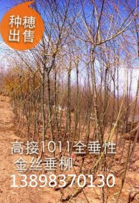 锦州市刺槐种子批发、五角枫种子厂家