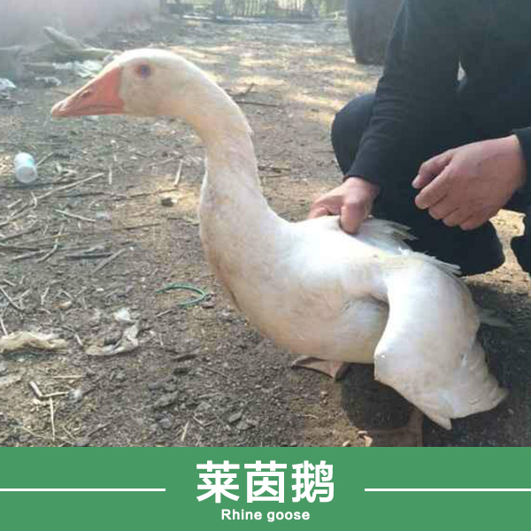 濮阳市莱茵鹅厂家供应莱茵鹅 鹅苗价格 鹅养殖 雏鹅价格 莱茵鹅苗价格