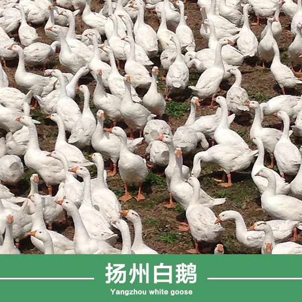 扬州白鹅批发供应白鹅价格，扬州白鹅批发，白鹅养殖场