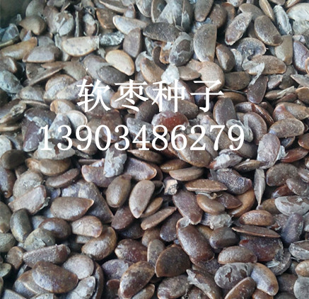 供应用于软枣种子的软枣种子多少钱一斤，一亩种植多少图片