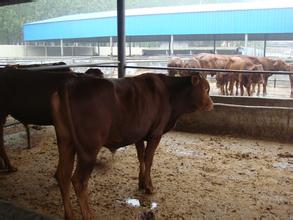 供应用于肉类的利木赞牛中国最大的黄牛养殖基地图片