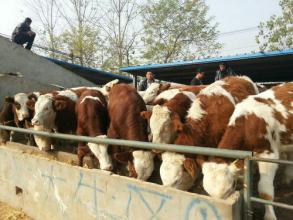 肉牛养殖大型肉牛基地肉牛养殖