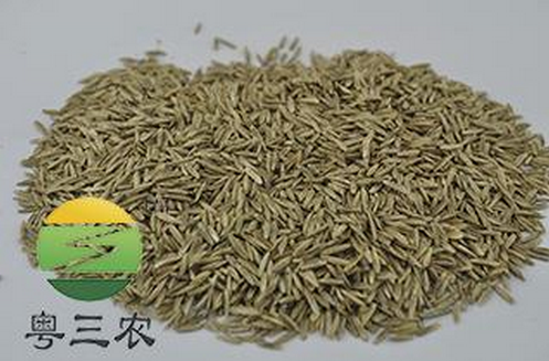 供应用于绿化草籽的多年生黑麦草种子，绿化专用草种