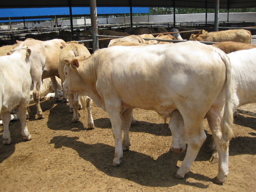 济宁市鲁西黄牛批发商厂家供应鲁西黄牛批发商，鲁西黄牛价格，哪里有鲁西黄牛买，哪里的鲁西黄牛最好