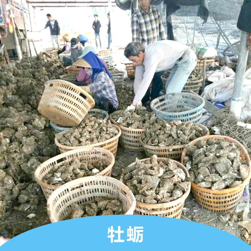 厂家供应 牡蛎 新鲜牡蛎 生蚝 贝类产品批发图片