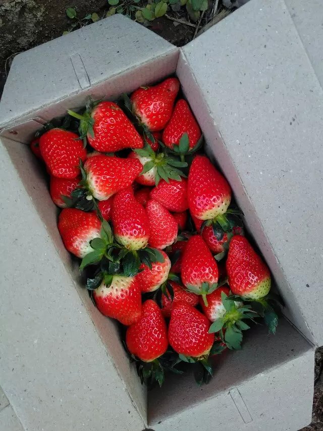 济南市济南草莓采摘厂家