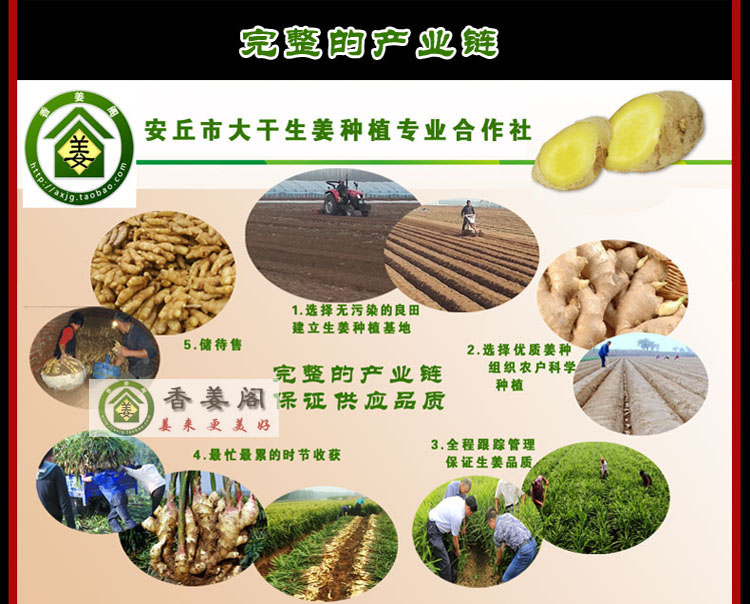 安丘市大干生姜种植专业合作社