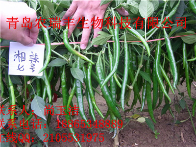 农瑞丰辣椒专用肥的含量批发
