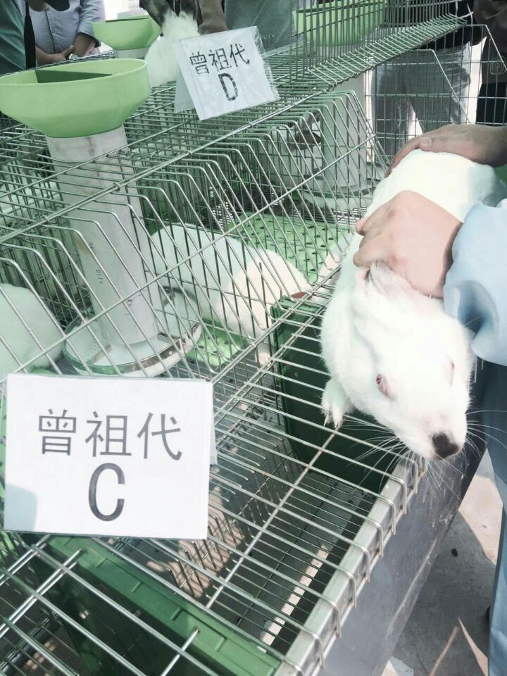 贵州优良种兔—曾祖代伊拉兔批发