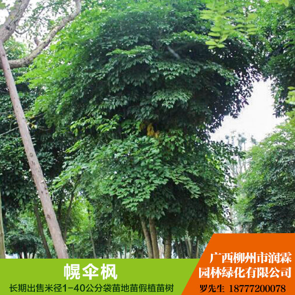 供应广西幌伞枫  富贵树、无刺乔木、行道树图片