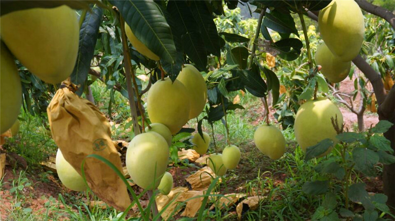 供应用于水果食用的攀枝花凯特芒果图片