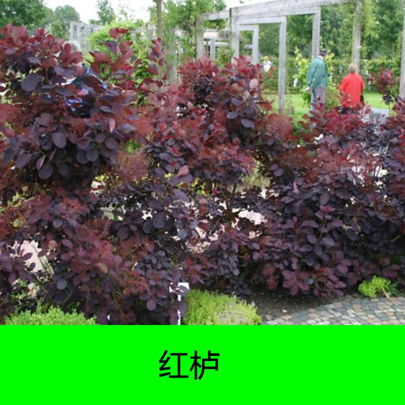 周口市美国紫叶红栌厂家供应美国紫叶红栌，俄罗斯三季红叶红栌苗