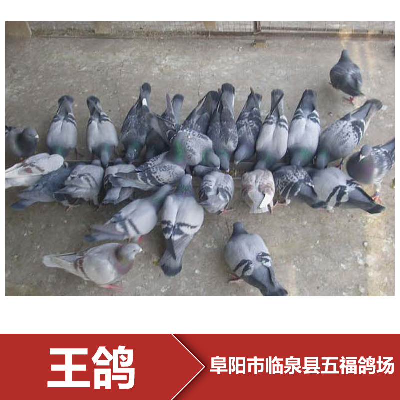 阜阳王鸽养殖场 种鸽批发 种鸽报价 鸽子养殖