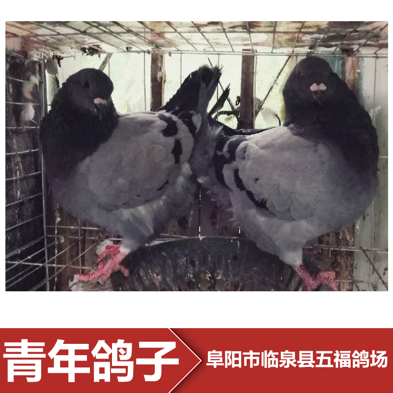 供应供应阜阳青年鸽养殖场 青年鸽批发图片