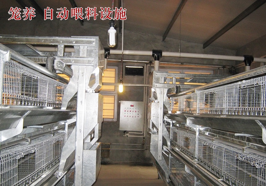 供应方圆销售的鸡用自动喂料机，自动化养鸡设备 厂家直销