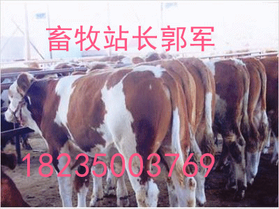 供应用于养殖的山西忻州市肉牛场