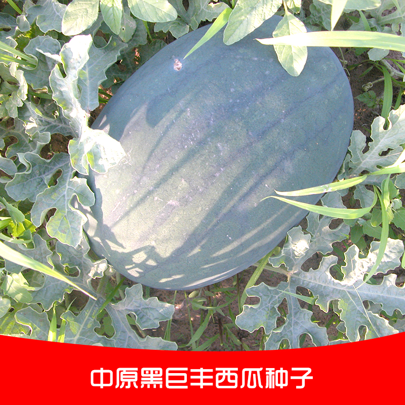 郑州市中原黑巨丰西瓜种子厂家专业供应 中原黑巨丰西瓜种子 皮薄耐运 口感极好 耐重茬高糖西瓜种子