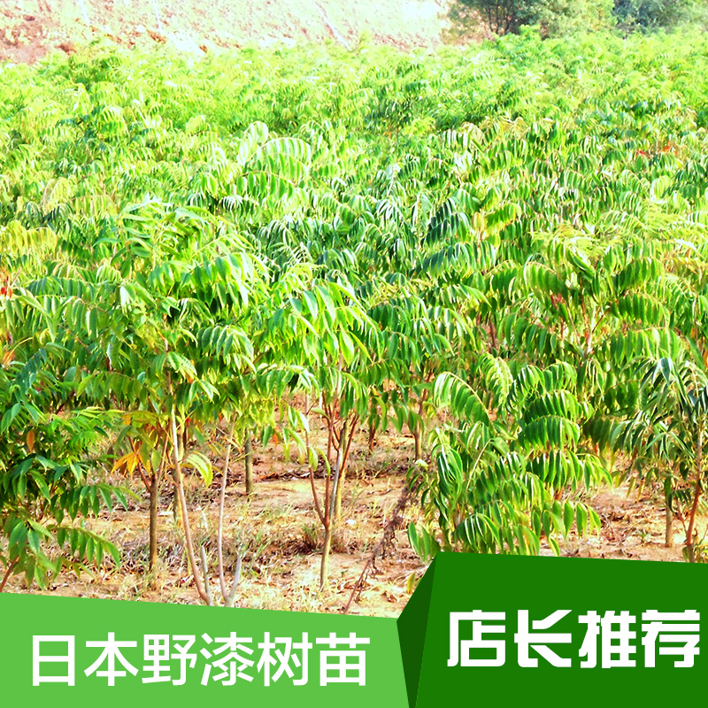 供应用于-种苗的日本野漆树苗木