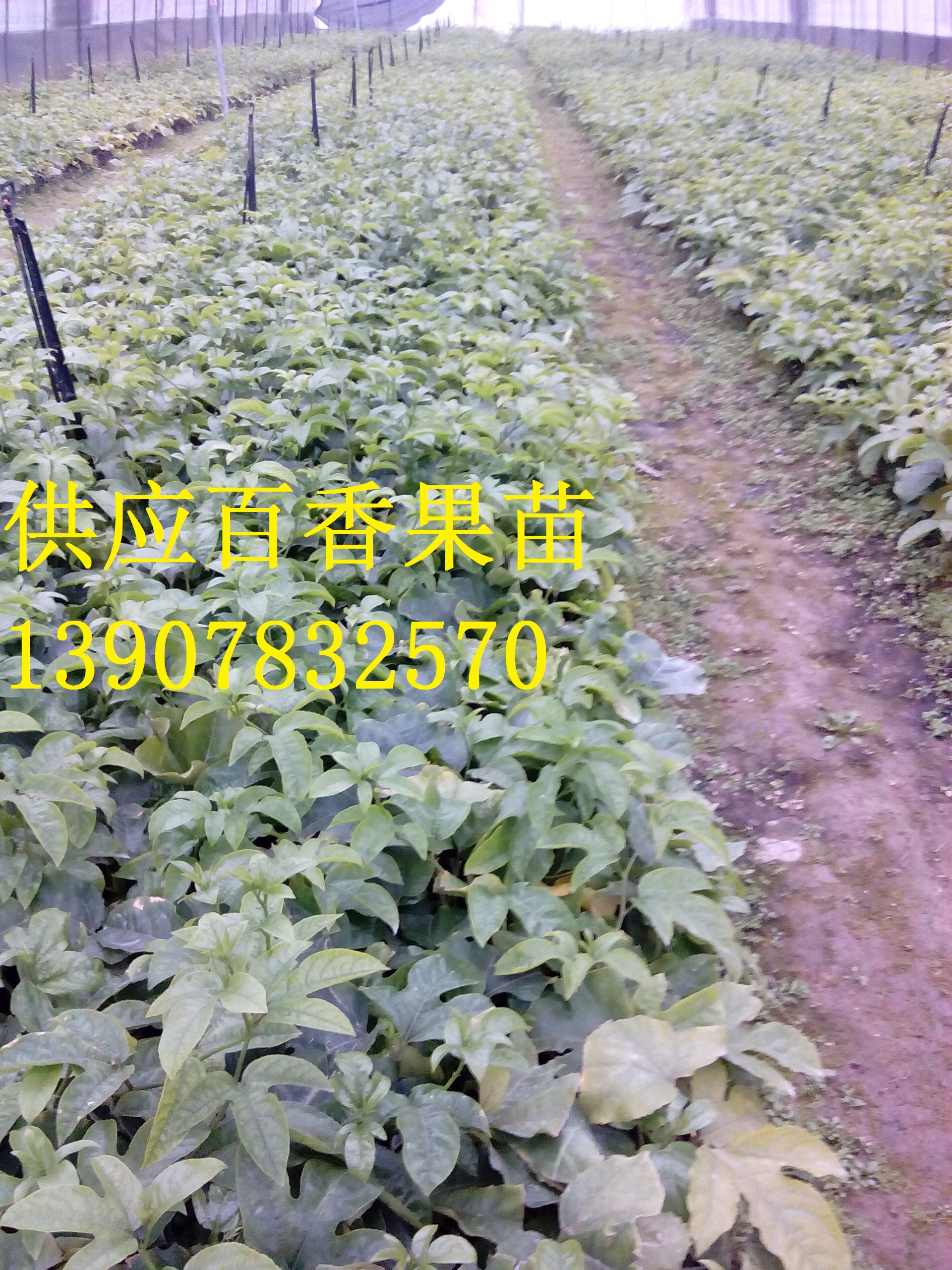 供应用于种植的广西百香果小苗，广西百香果小苗种植园，百香果小苗批发价