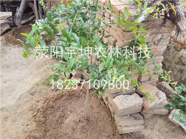 如何种植好突尼斯软籽石榴树图片