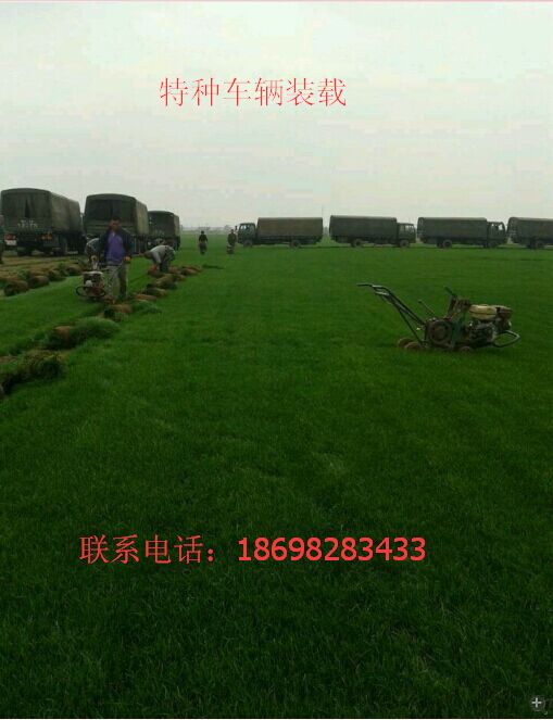 我想在辽宁采购购买草坪灌木绿化苗木价格优惠质量好
