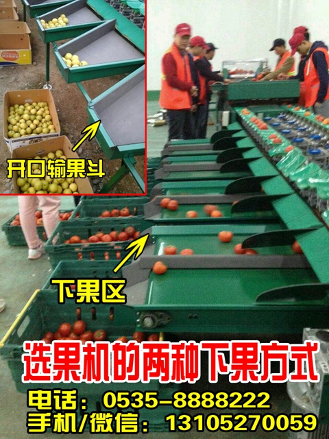 烟台市台湾青枣重量大小自动分拣机厂家供应台湾青枣重量大小自动分拣机