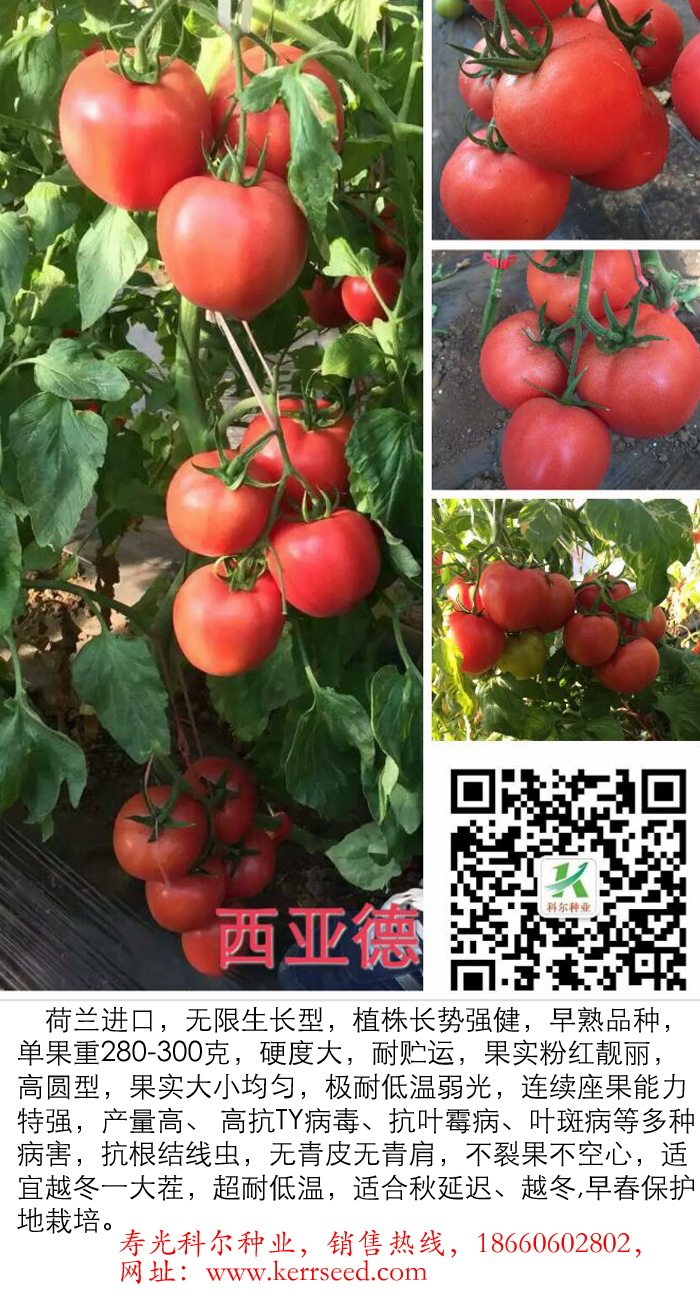 西亚德--优质西红柿种子 耐低温批发