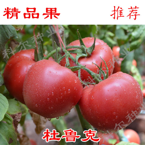 供应用于西红柿种子的科尔种业杜鲁克--精品西红柿种子